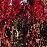 ケイトウの写真